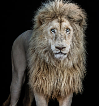 David Yarrow, Something's Gotta Give (Colour), 2025 contemporary Print by the British Artist.