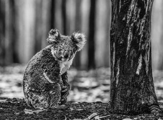 David Yarrow, Survivor, 2020 contemporary Print by the British Artist.