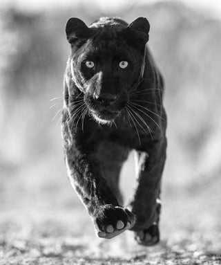 David Yarrow, Sex Panther, 2023 contemporary Print by the British Artist.