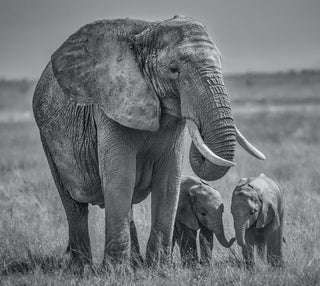 David Yarrow, Twins, 2020 contemporary Print by the British Artist.