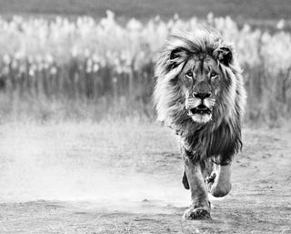 David Yarrow, One Foot On The Ground, 2014 contemporary Print by the British Artist.