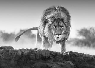 David Yarrow, Relentless, 2017 contemporary Print by the British Artist.
