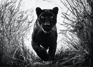 David Yarrow, Black Panther, 2018 contemporary Works on Paper by the British Artist.