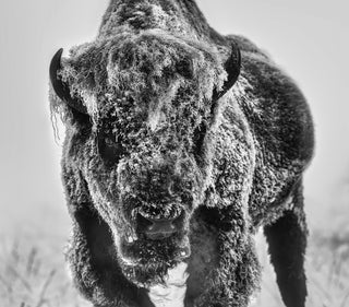 David Yarrow, The Ice Monster, 2025 contemporary Print by the British Artist.