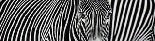 David Yarrow, Parallel Lines, 2018 contemporary Print by the British Artist.