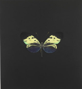 Damien Hirst, The Souls on Jacob's Ladder IV, 2007 contemporary Print by the British Artist.