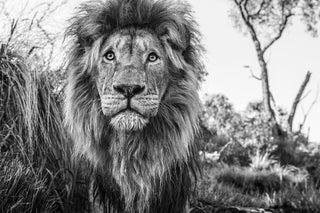 David Yarrow, Kingdom, 2019 contemporary Print by the British Artist.