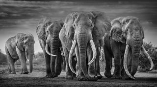 David Yarrow, Squad, 2019 contemporary Print by the British Artist.
