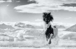 David Yarrow, Punk, 2020 contemporary Print by the British Artist.