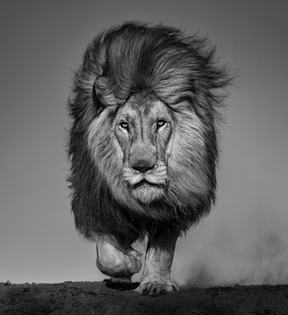 David Yarrow, Locked and Loaded, 2024 contemporary Print by the British Artist.