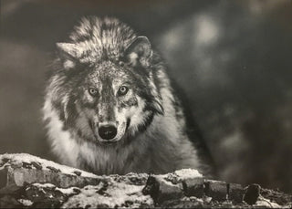 David Yarrow, I am Alpha, 2015 contemporary Print by the British Artist.
