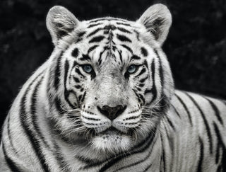 David Yarrow, Mohan, 2022 contemporary Print by the British Artist.