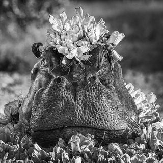 David Yarrow, Royal Ascot, 2017 contemporary Print by the British Artist.
