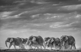 David Yarrow, Desert Army, 2020 contemporary Print by the British Artist.