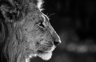David Yarrow, Savute, 2019 contemporary Print by the British Artist.