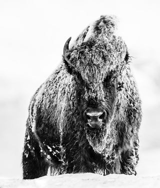 David Yarrow, The Beast, 2017 contemporary Print by the British Artist.