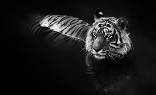David Yarrow, The Killer, 2013 contemporary Print by the British Artist.