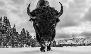 David Yarrow, Road Rage, 2026 contemporary Works on Paper by the British Artist.