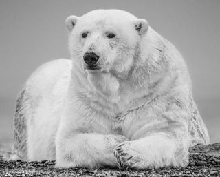 David Yarrow, The Statesman II, 2018 contemporary Print by the British Artist.