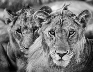 David Yarrow, The Boys Are Back in Town, 2019 contemporary Print by the British Artist.