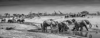 David Yarrow, Before Man, 2019 contemporary Print by the British Artist.