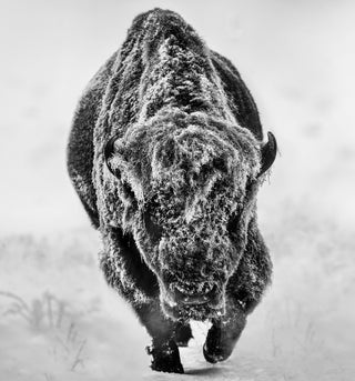 David Yarrow, American Primeval, 2025 contemporary Print by the British Artist.