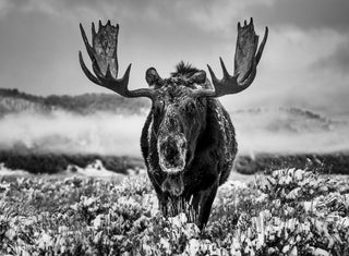 David Yarrow, The Winter Season, 2024 contemporary Print by the British Artist.