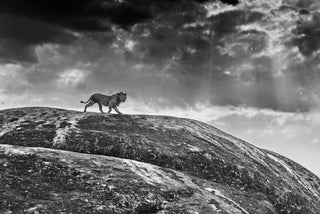 David Yarrow, Rock Star, 2014 contemporary Print by the British Artist.