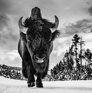 David Yarrow, American Idol, 2017 contemporary Print by the British Artist.