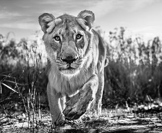 David Yarrow, Intent, 2020 contemporary Print by the British Artist.