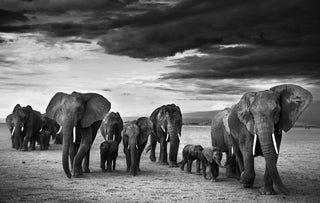 David Yarrow, Family, 2012 contemporary Print by the British Artist.