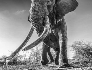 David Yarrow, Lugard, 2017 contemporary Print by the British Artist.
